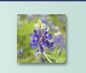 Texas Bluebonnet